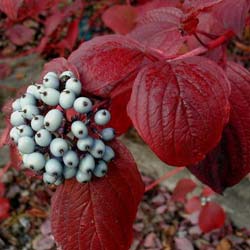 Cornus alba